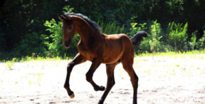 Nuovo puledro per l’Allevamento Petrognano: Akasper dell'A