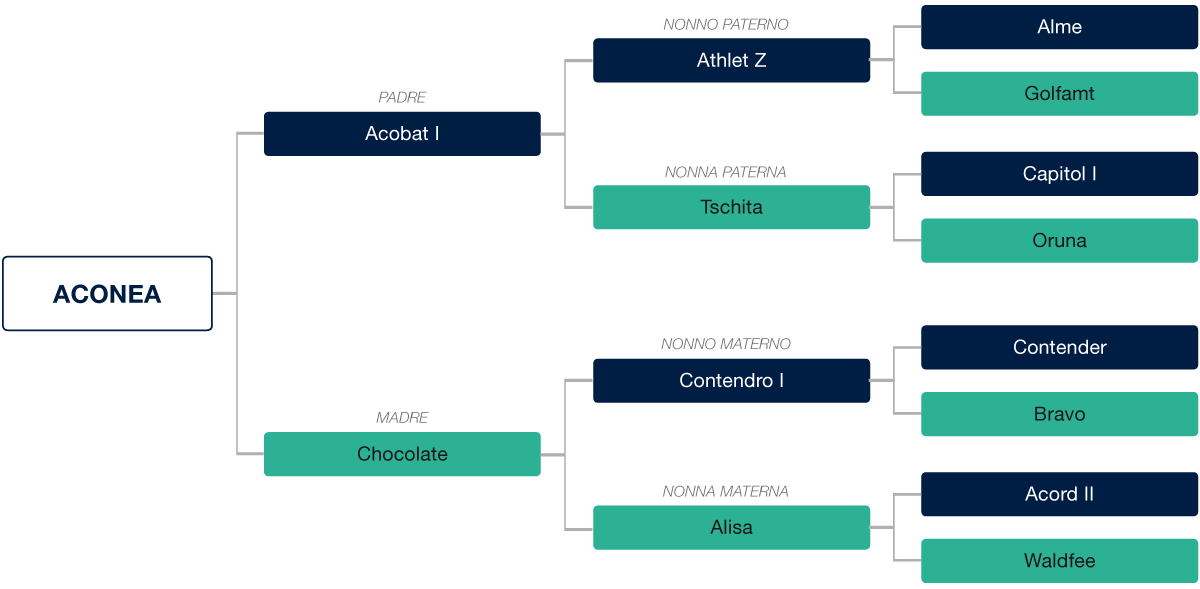 genealogia-aconea_petrognano